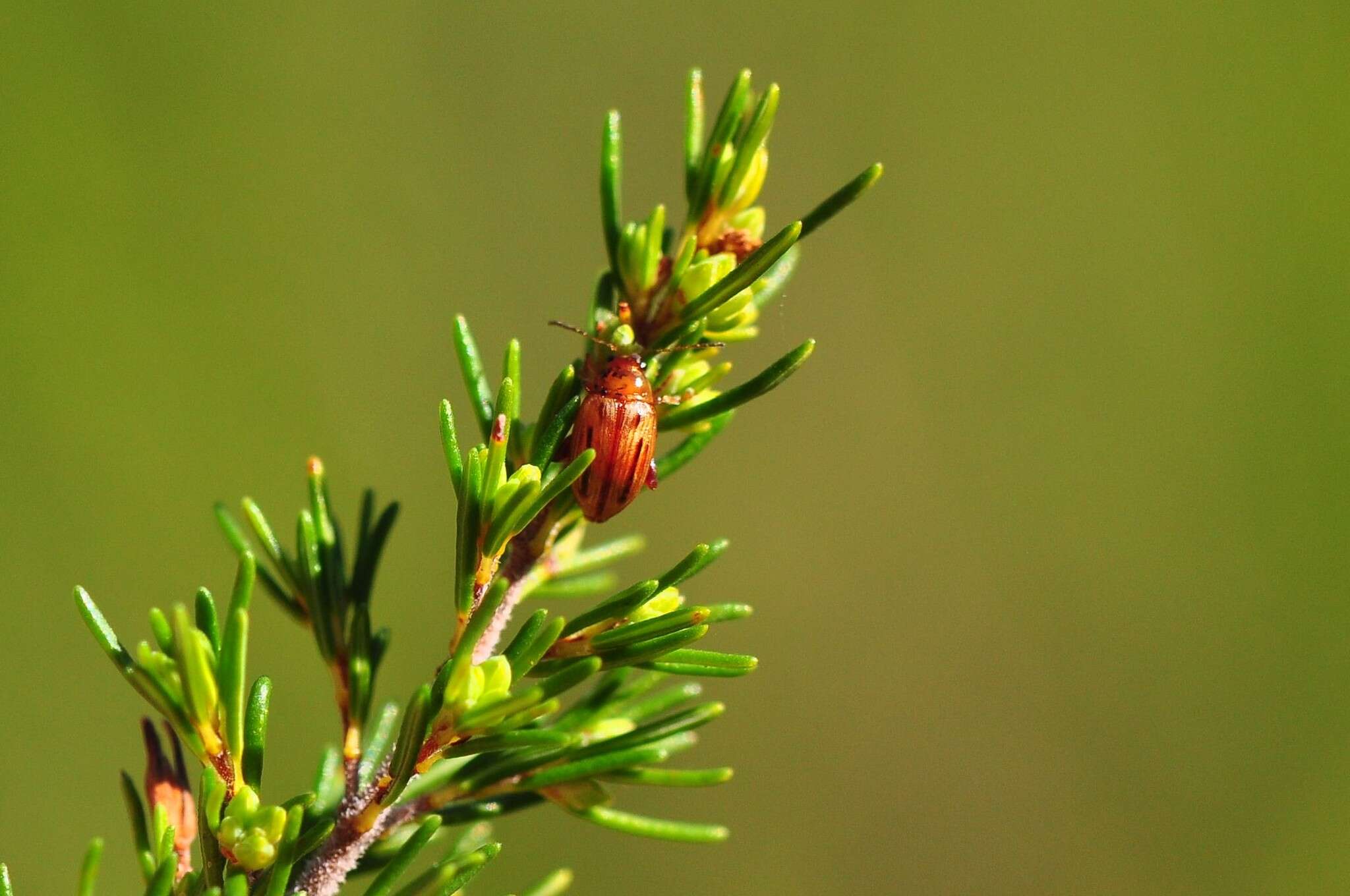 Image de <i>Arrhenocoela lineata</i>