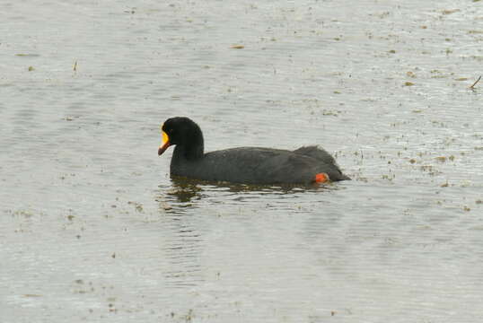 Image of Giant Coot