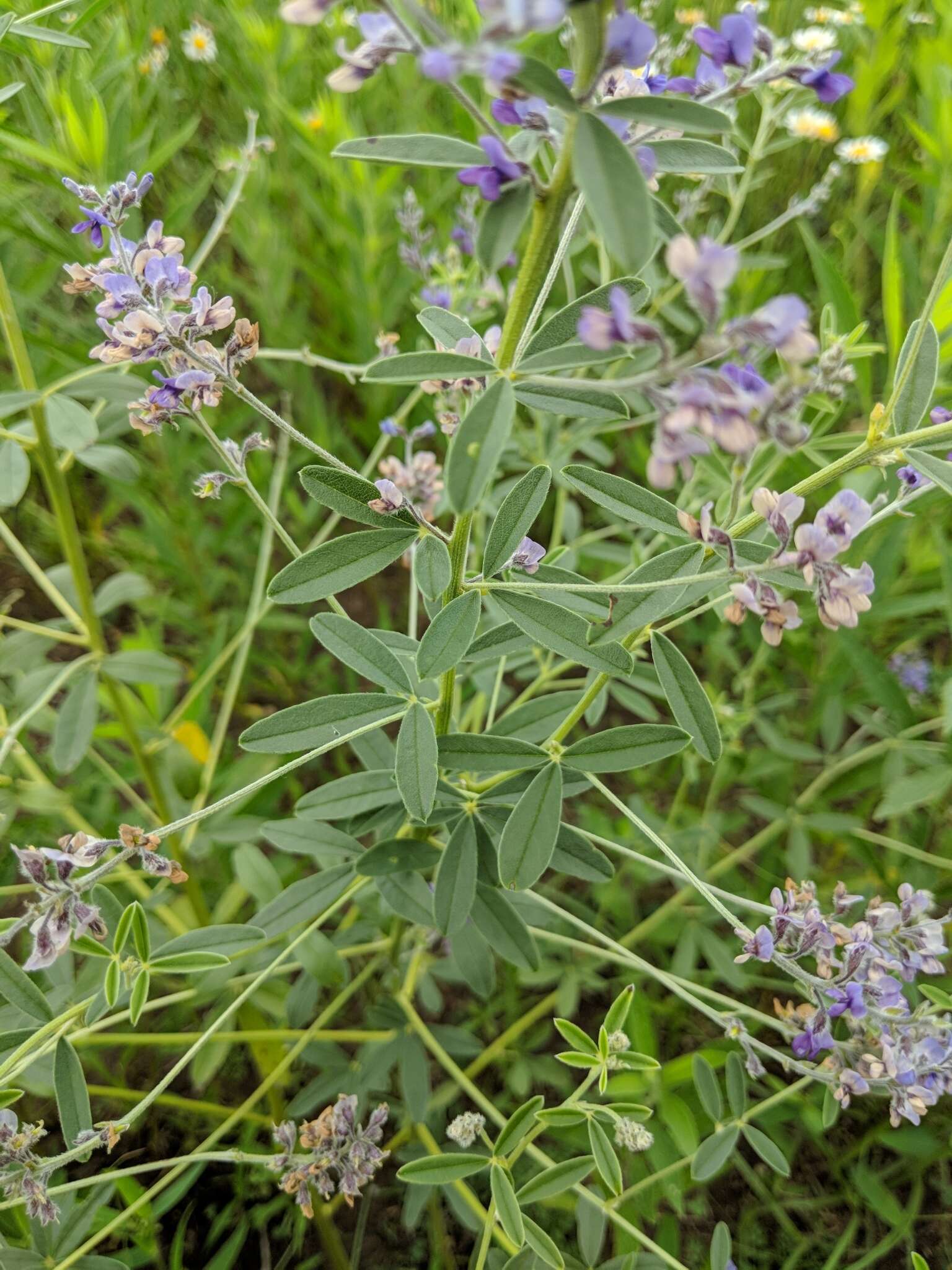 Image of <i>Pediomelum tenuiflorum</i>