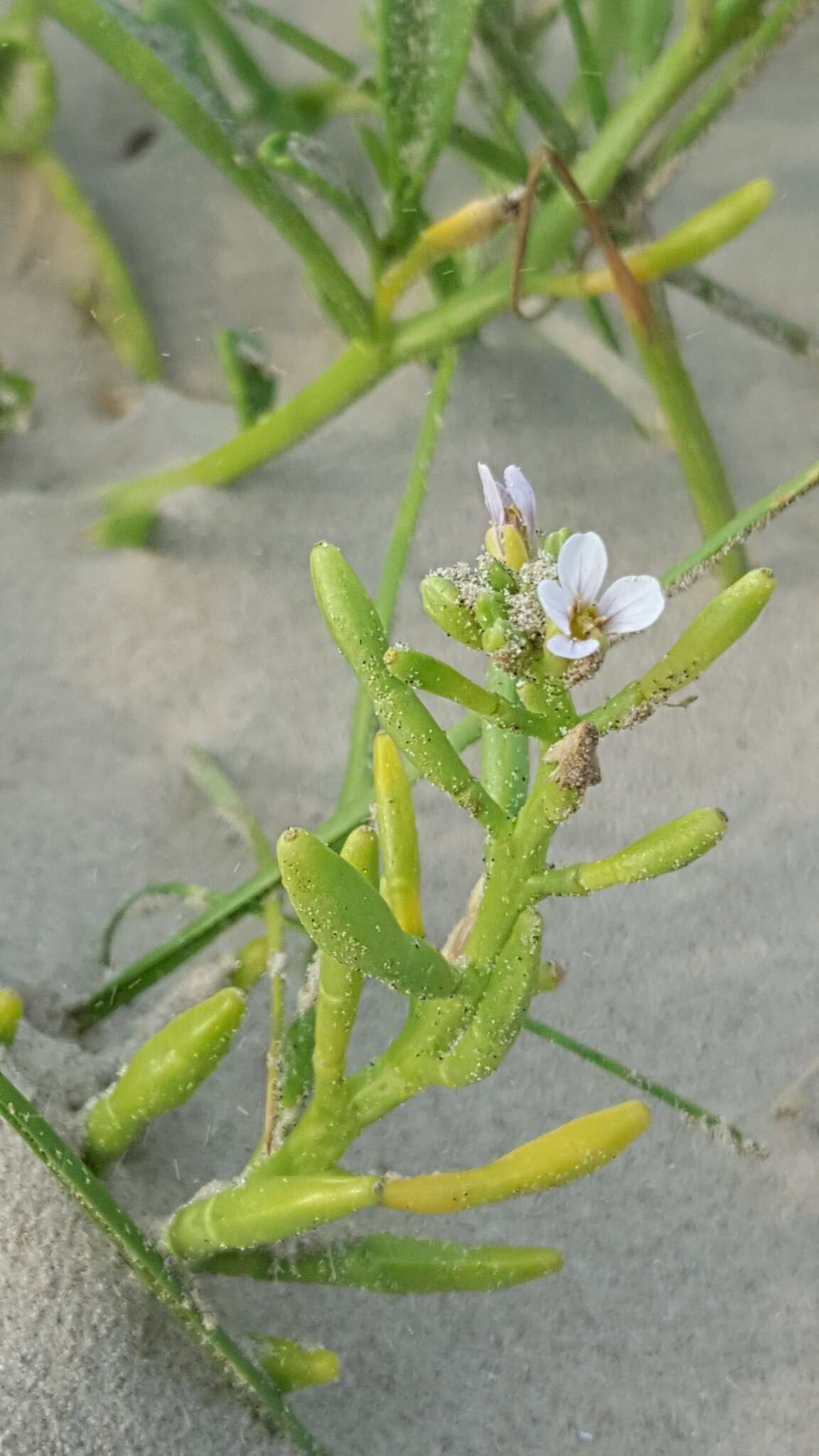 Imagem de Cakile constricta Rodman