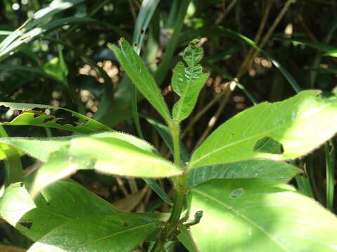 Lasianthus cyanocarpus Jack resmi