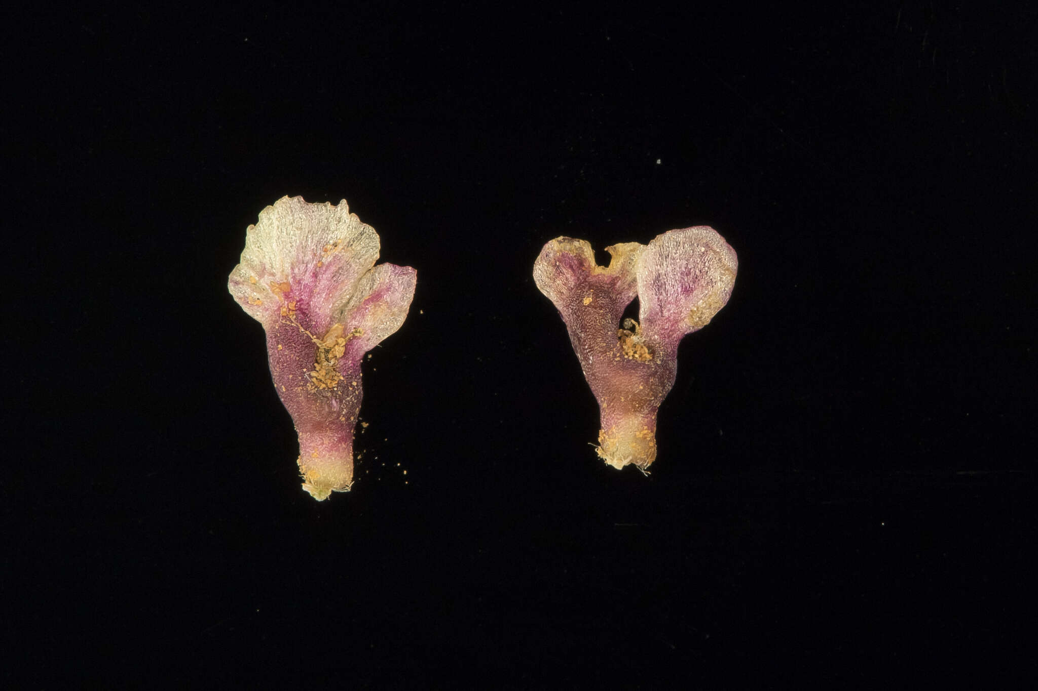 Imagem de Osteocarpum acropterum (F. Müll. & Tate) Volkens