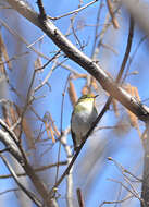 Image of Wood Warbler