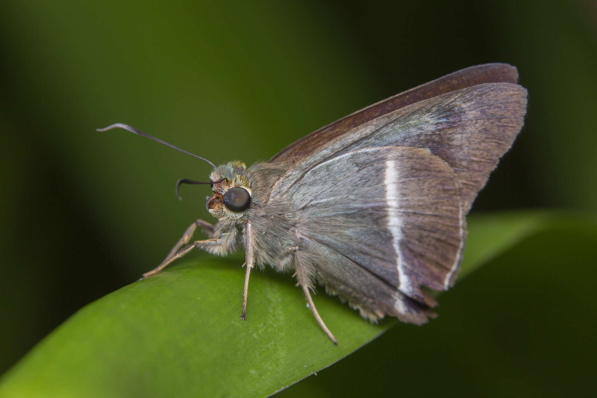 Image of Hasora taminatus malayana Felder & Felder 1860