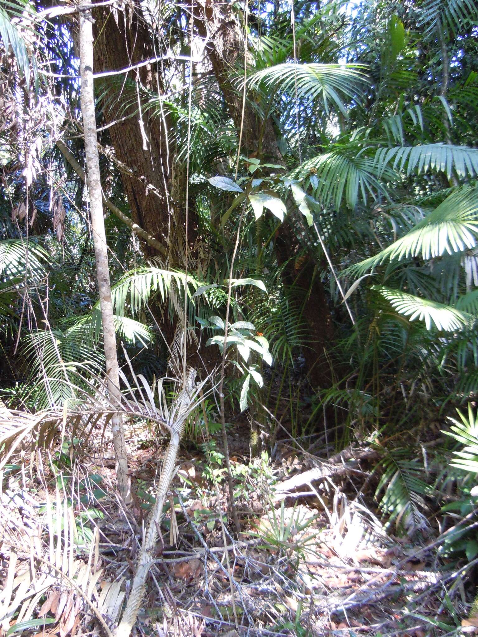 Image of large Lawyer Cane