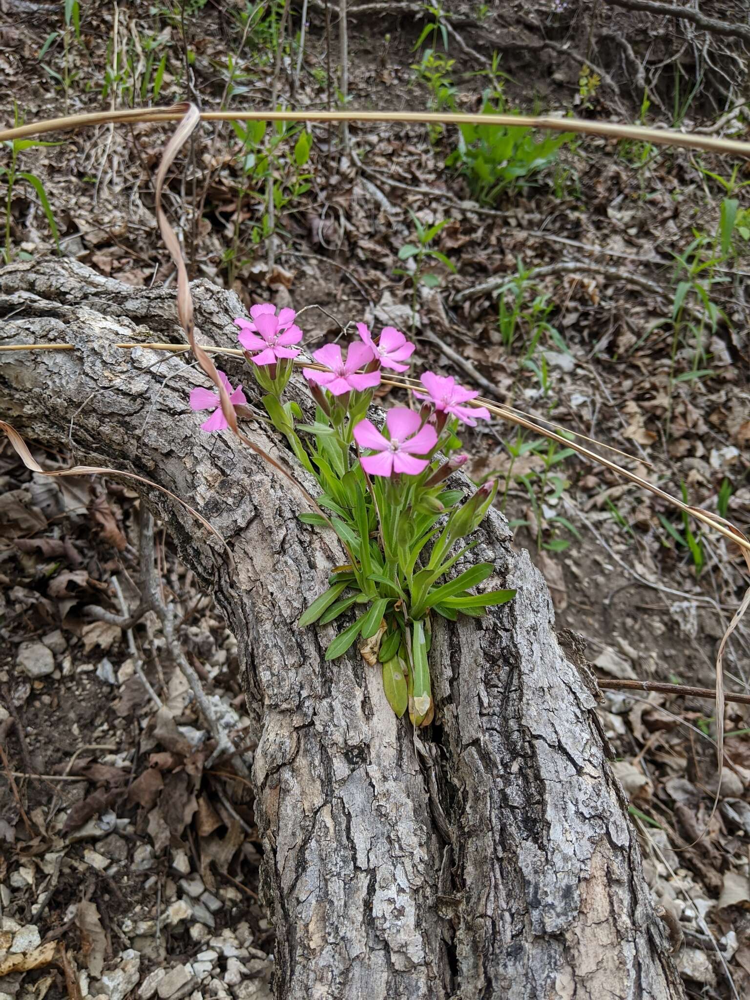 Слика од Silene caroliniana subsp. wherryi (Small) R. T. Clausen