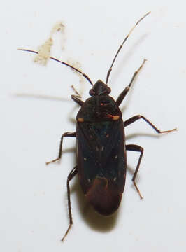 Image of Neolethaeus