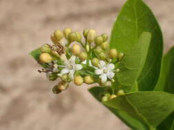 Image of false yam