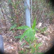 Image de Persicaria pensylvanica (L.) M. Gómez