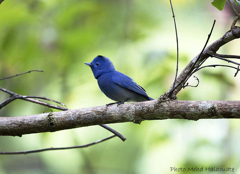 Image of Hypothymis azurea consobrina Richmond 1902