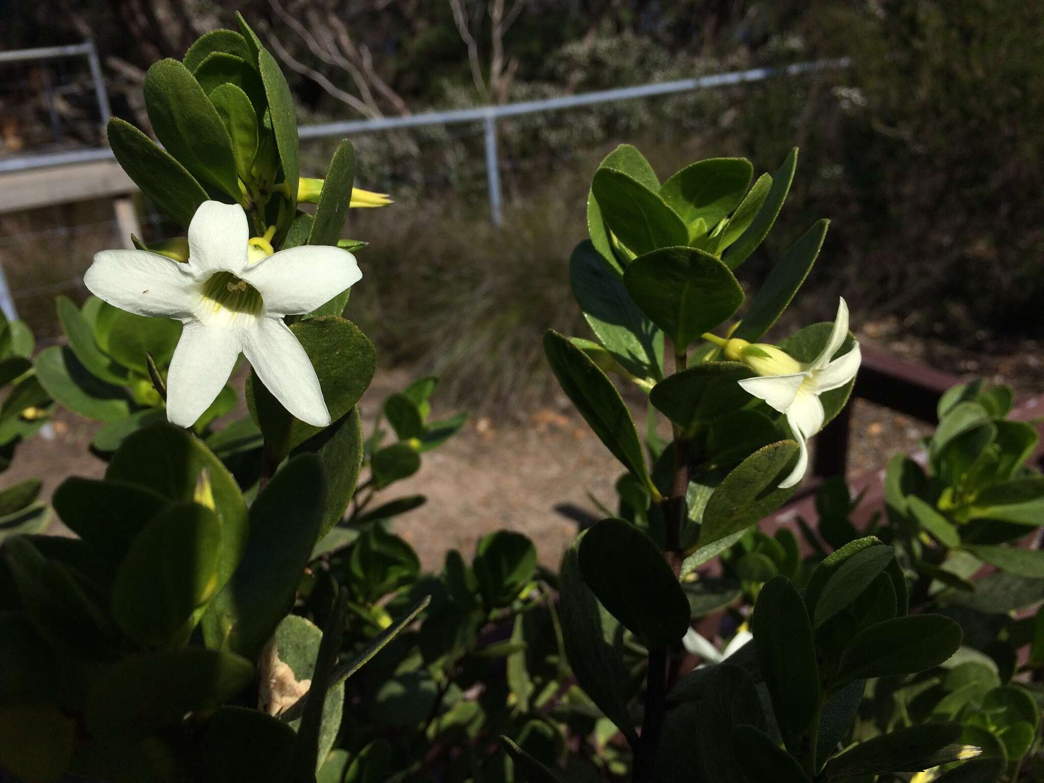 Image of Anthocercis viscosa R. Br.