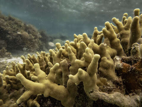Image of Finger coral