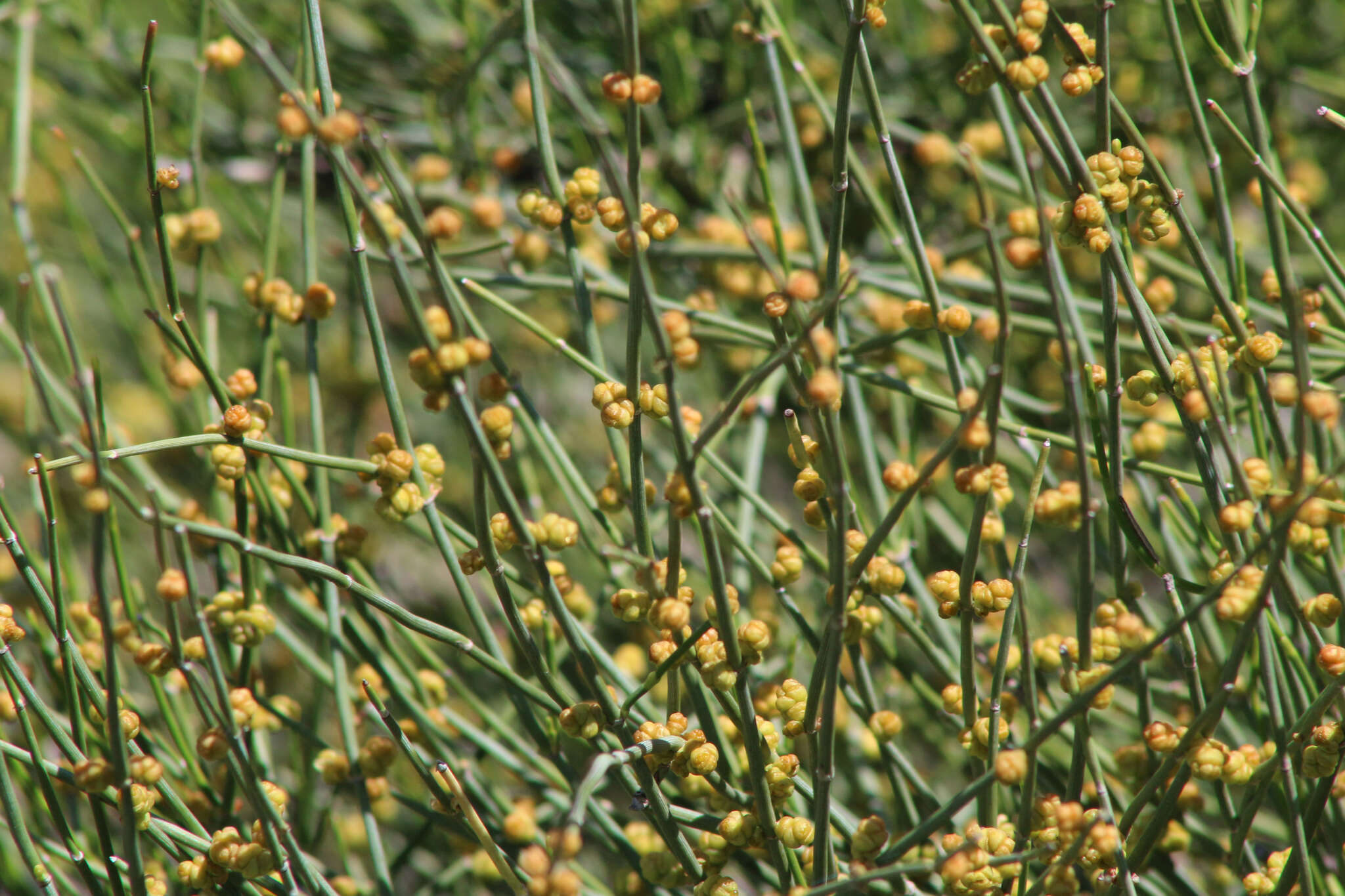 Image of Ephedra procera C. A. Mey.