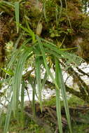 Imagem de Maxillaria meridensis Lindl.