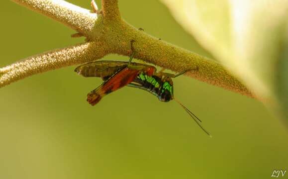 Image de Taeniophora