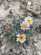 Image of Townsendia florifera (Hook.) A. Gray