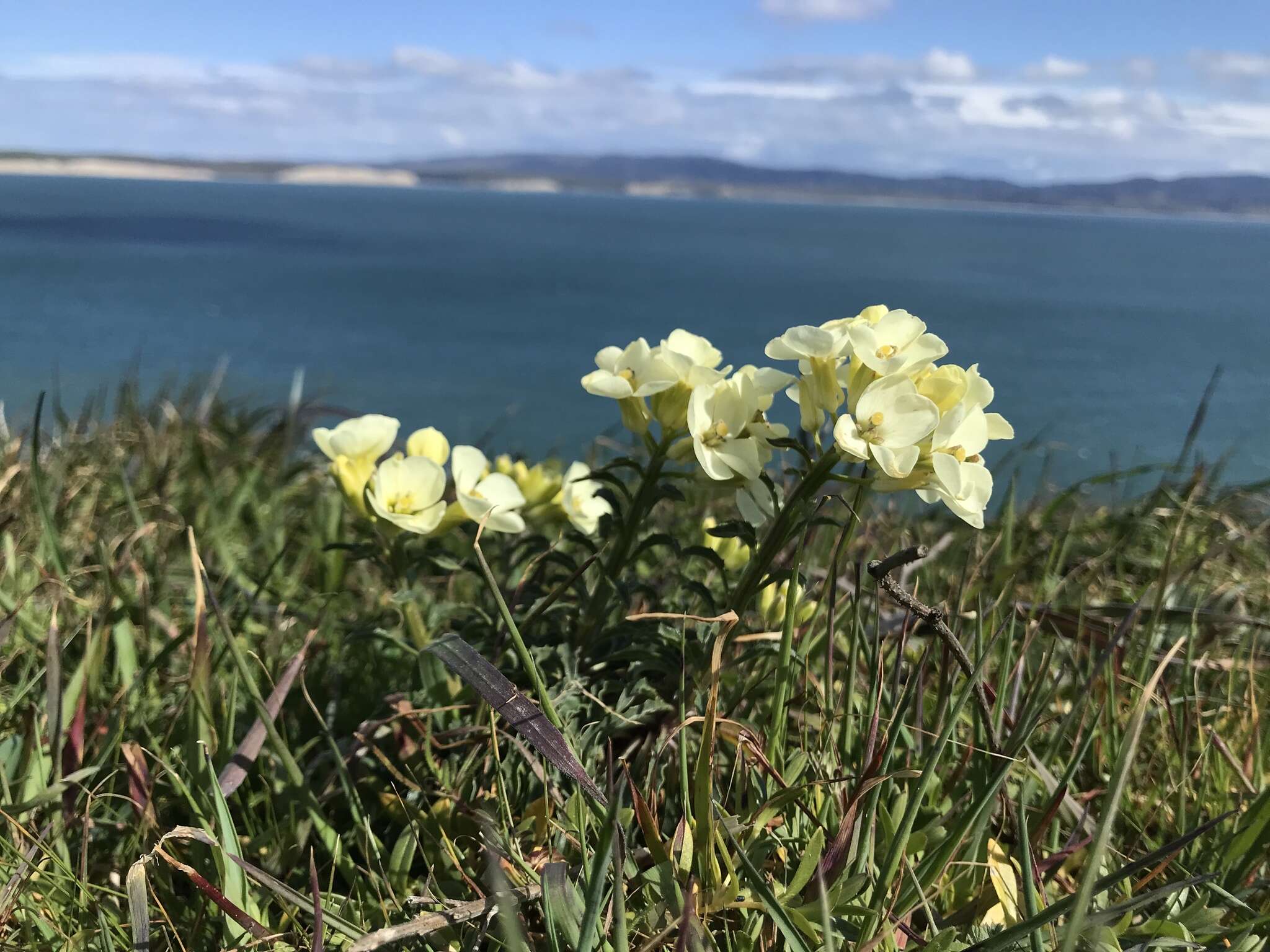 Image of Erysimum concinnum Eastw.