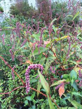 Image of far-eastern smartweed