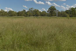 Image of Australian millet