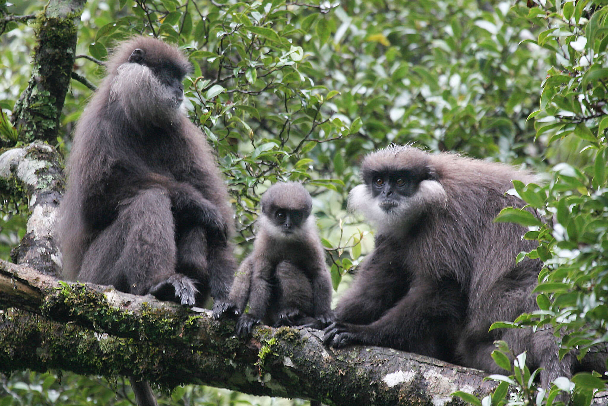 صورة Semnopithecus vetulus monticola (Kelaart 1850)