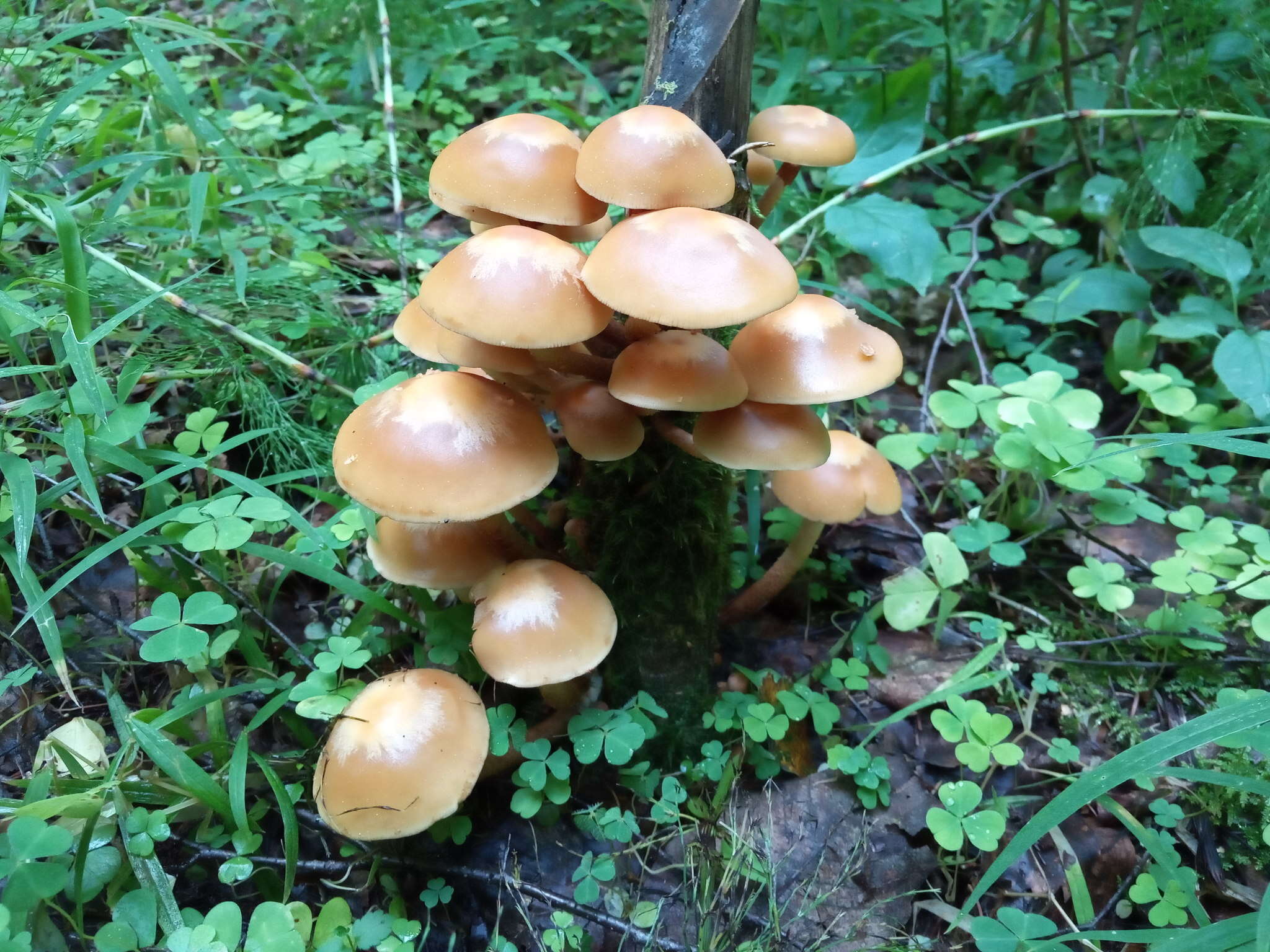 Imagem de Kuehneromyces mutabilis (Schaeff.) Singer & A. H. Sm. 1946