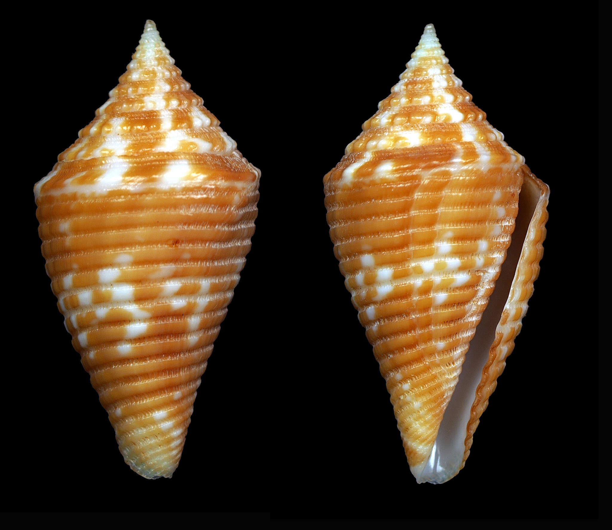 Image de Conus acutangulus Lamarck 1810