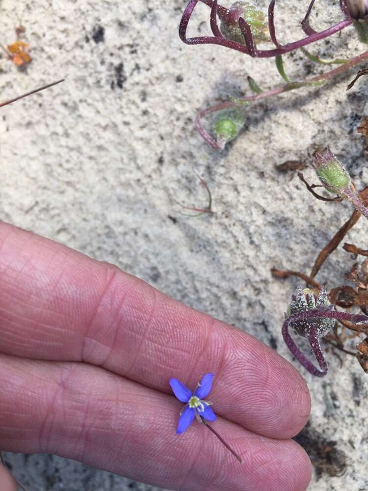 Image de Heliophila refracta Sond.