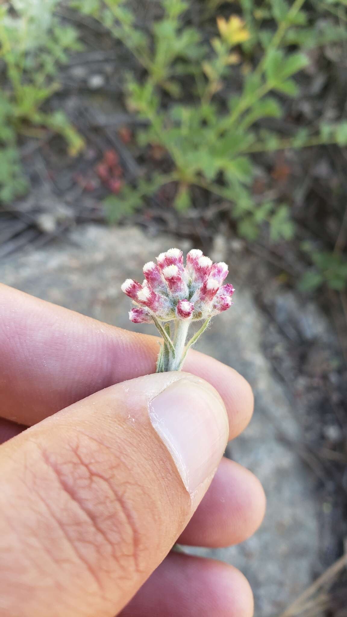 Image of rosy pussytoes