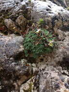 Image of Saxifraga dinnikii Schmalh. ex Akinfew