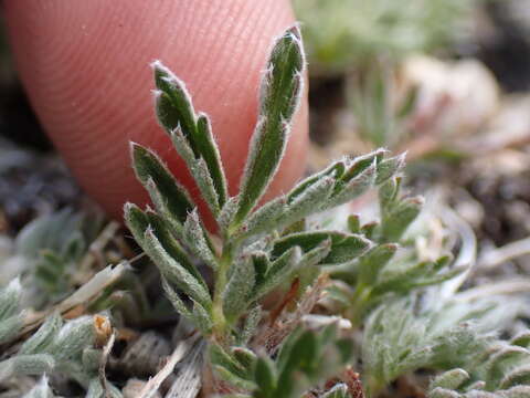 Imagem de Potentilla morefieldii B. Ertter