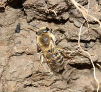 Image of Colletes halophilus Verhoeff 1944