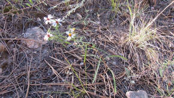 Image de Symphyotrichum porteri (A. Gray) G. L. Nesom