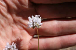 Image of foothill gilia