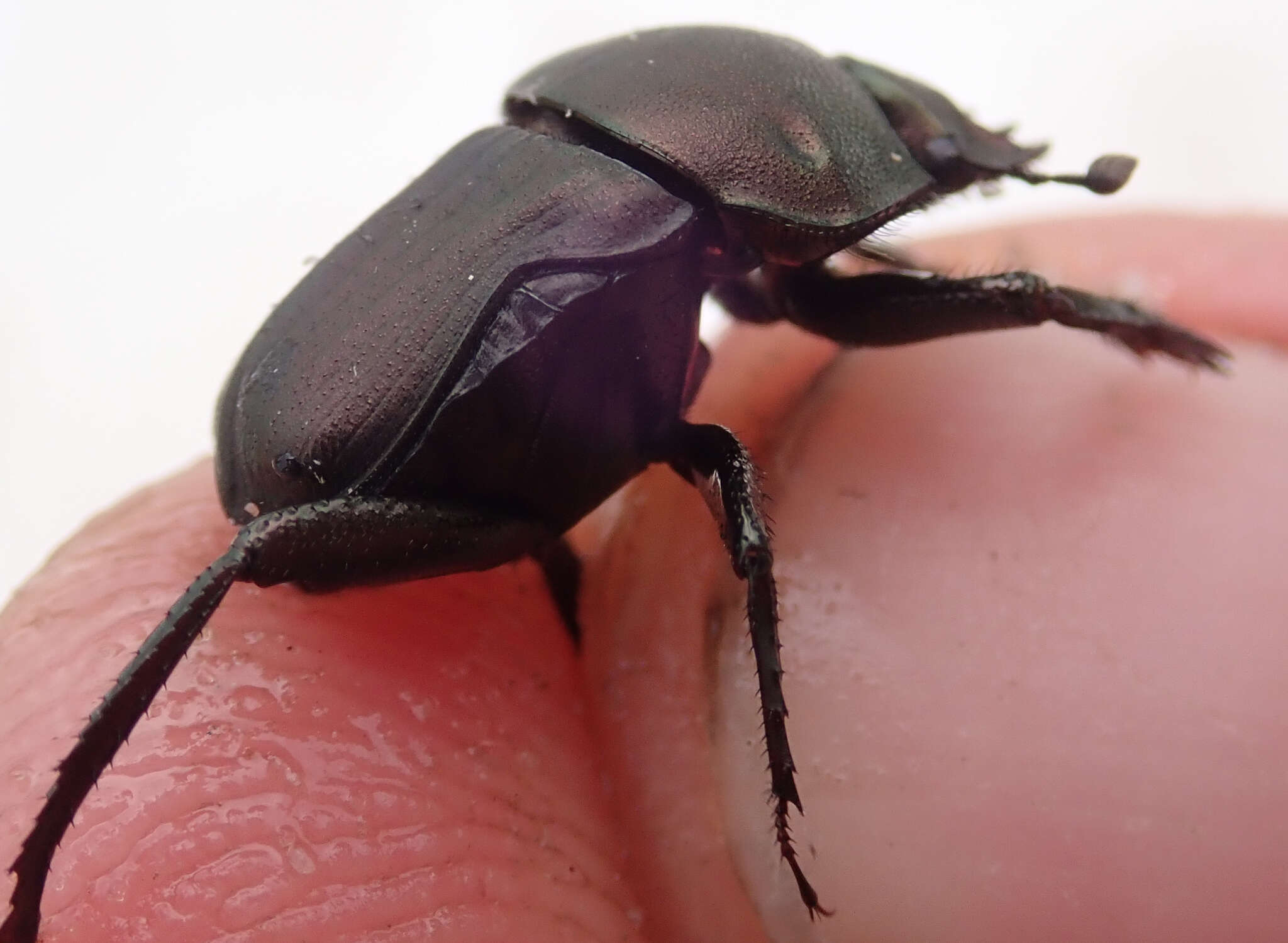 Image de Allogymnopleurus splendidus (Bertoloni 1849)