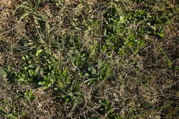 Image of Ajuga salicifolia (L.) Schreb.