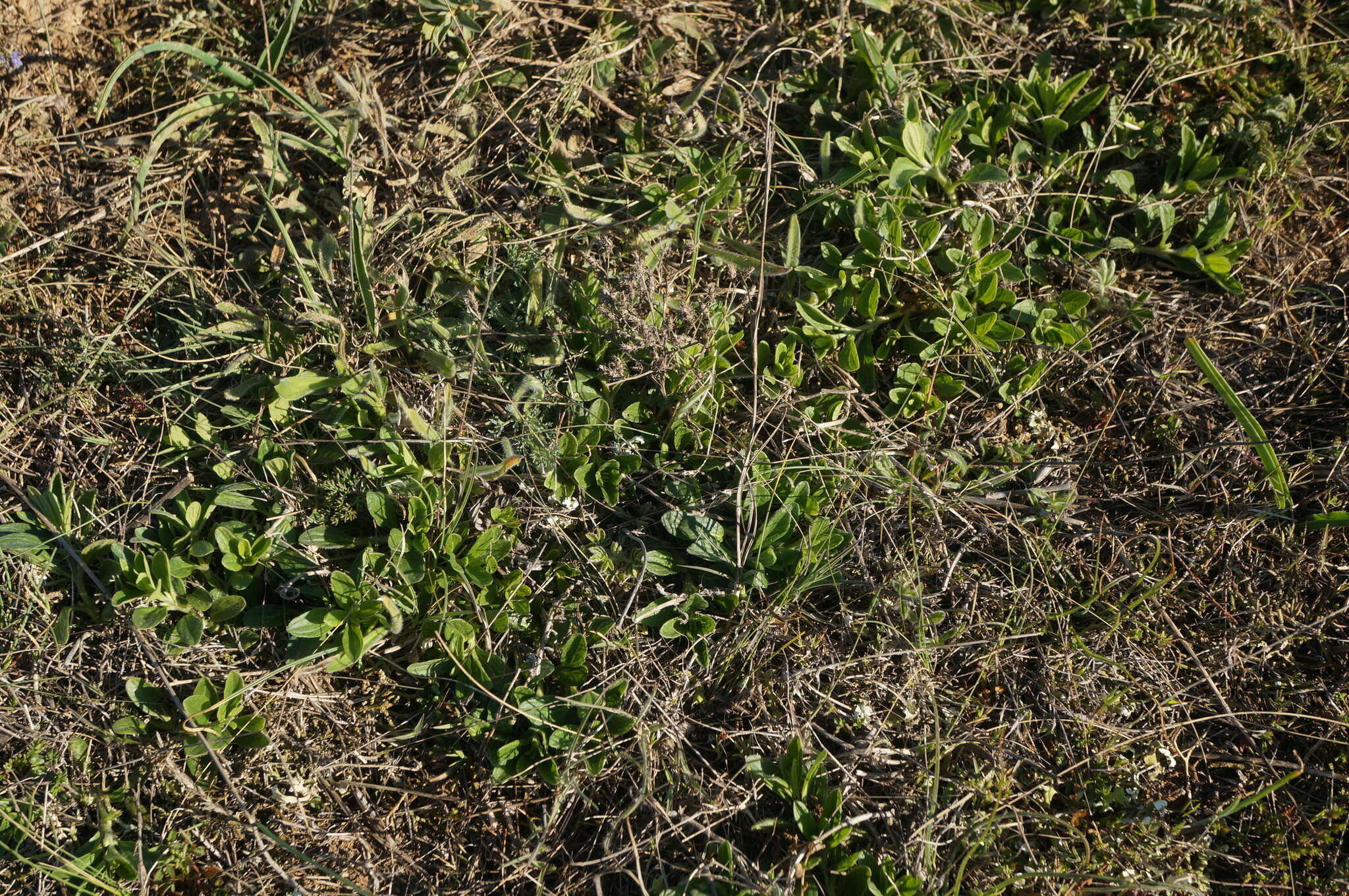 Image of Ajuga salicifolia (L.) Schreb.