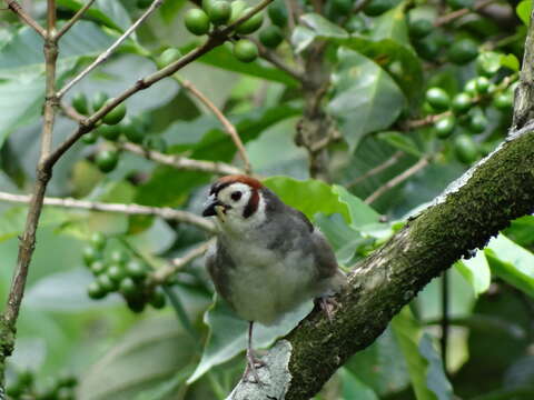 Image of Prevost's Ground Sparrow