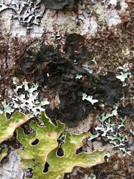 Image of jelly lichen