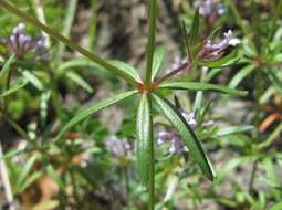 Image de Asperula arvensis L.