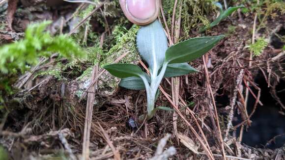 Image of Goodyera maculata T. P. Lin