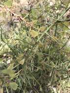 Image of Daviesia genistifolia Benth.