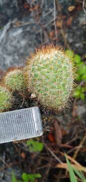 Image of Mammillaria columbiana subsp. yucatanensis (Britton & Rose) D. R. Hunt