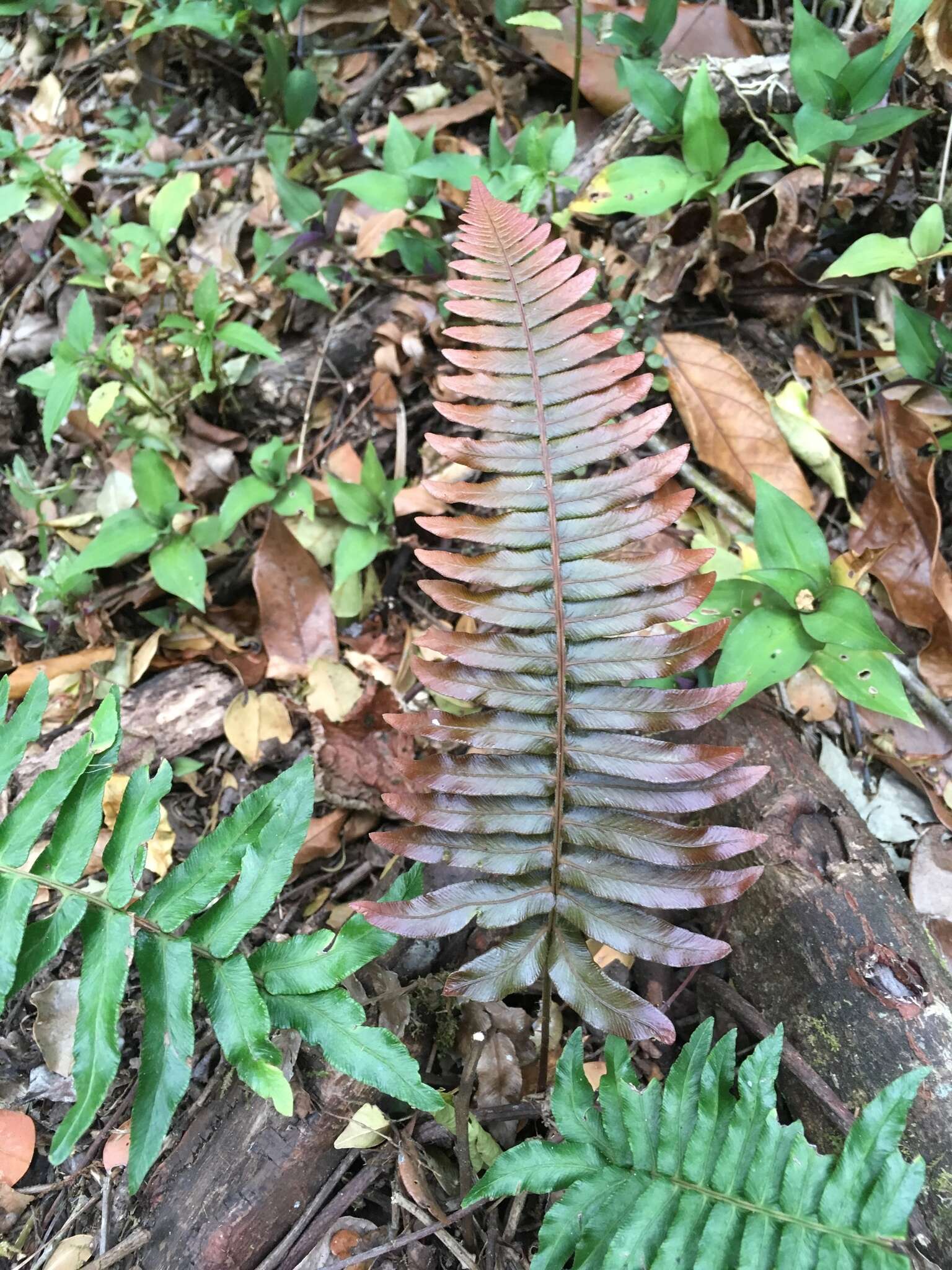 Sivun Blechnum occidentale L. kuva