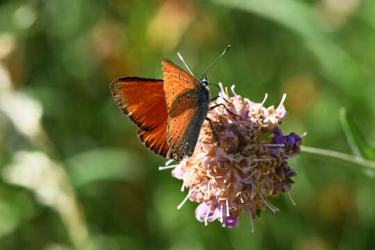 Image of <i>Lycaena hippothoe eurydame</i>