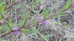 Image of Centaurea jacea subsp. timbalii (Martrin-Donos) Br.-Bl.