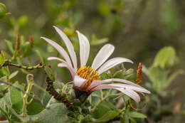 Image de Mutisia latifolia D. Don