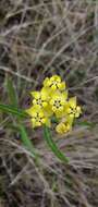 Asclepias woodii (Schltr.) Schltr. resmi