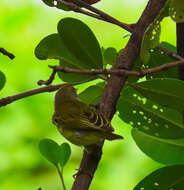 Imagem de Setophaga petechia xanthotera (Todd 1924)