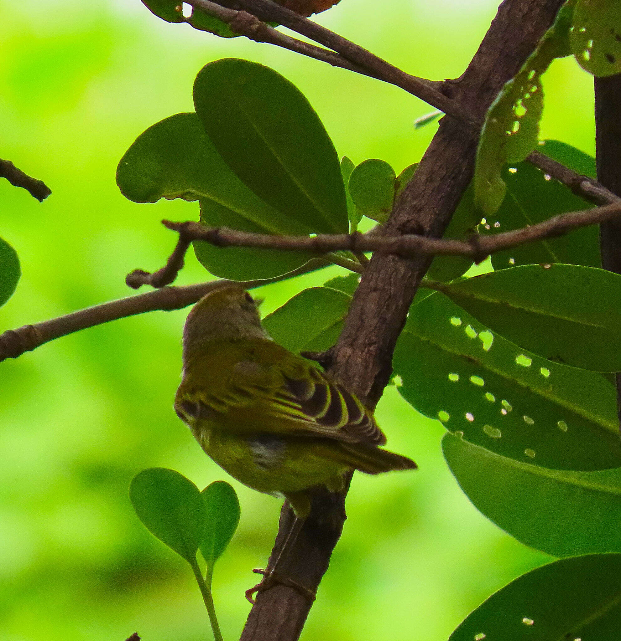 Imagem de Setophaga petechia xanthotera (Todd 1924)