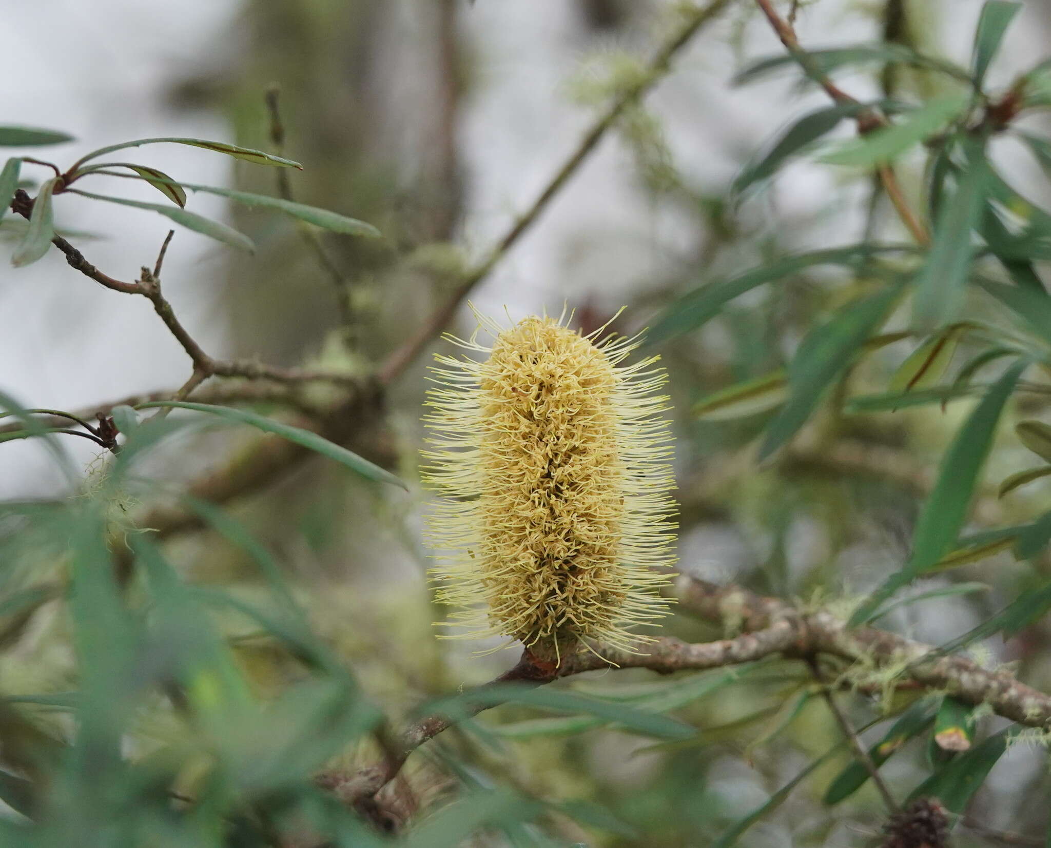 Image of Banksia integrifolia subsp. monticola K. R. Thiele